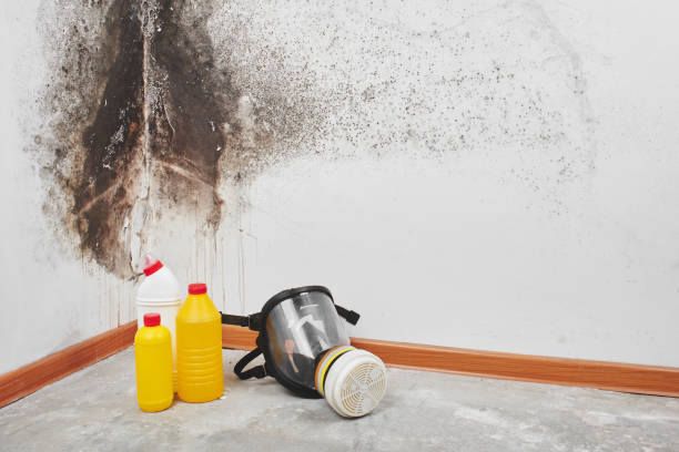 Mold Removal and Inspection in Riverton, IL