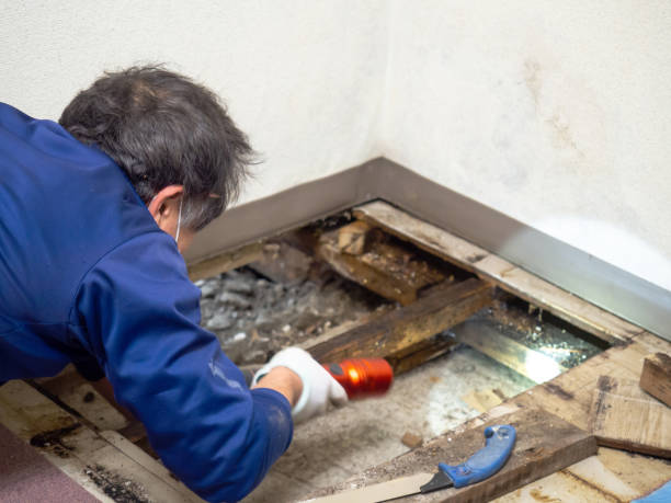 Best Fast Mold Removal  in Riverton, IL