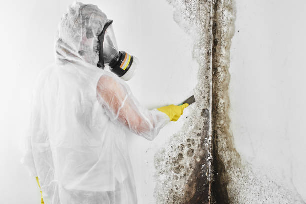 Best Attic Mold Removal  in Riverton, IL