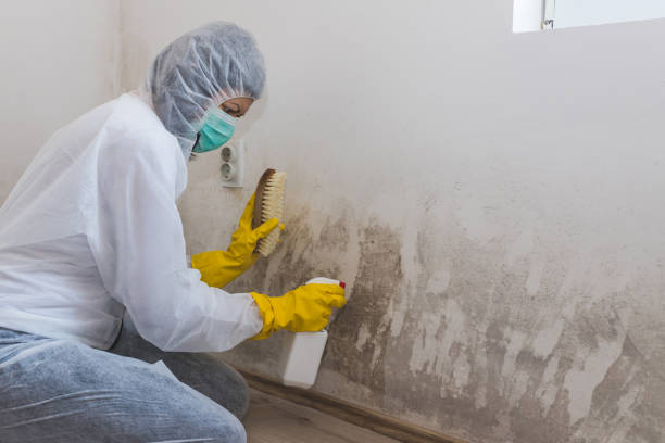 Best Certified Mold Removal  in Riverton, IL