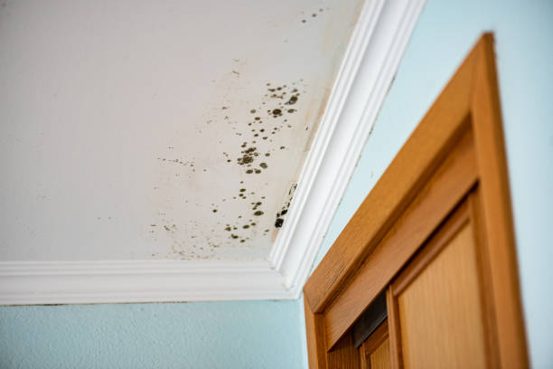Best Local Mold Removal Service  in Riverton, IL