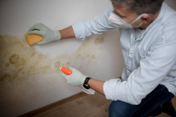 Best Residential Mold Removal  in Riverton, IL