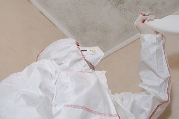 Best Mold Removal Near Me  in Riverton, IL