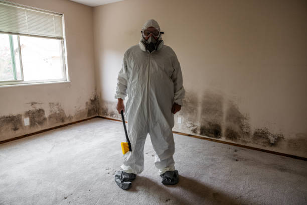 Best Black Mold Removal  in Riverton, IL