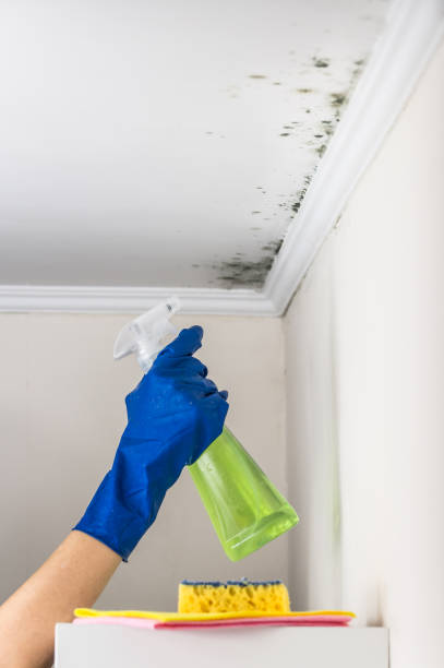 Best Local Mold Removal Service  in Riverton, IL