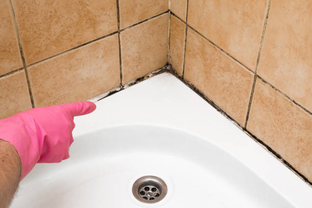 Best Mold Damage Repair  in Riverton, IL