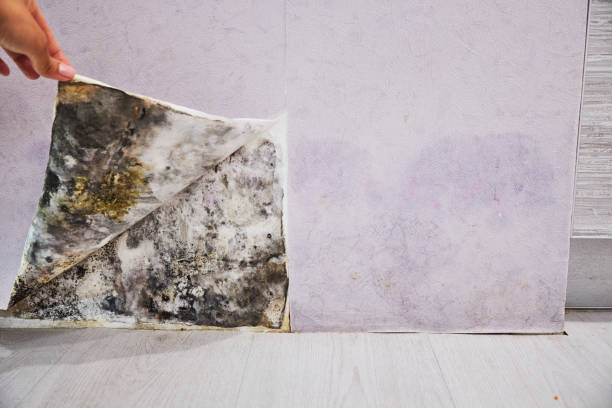 Best Affordable Mold Removal  in Riverton, IL